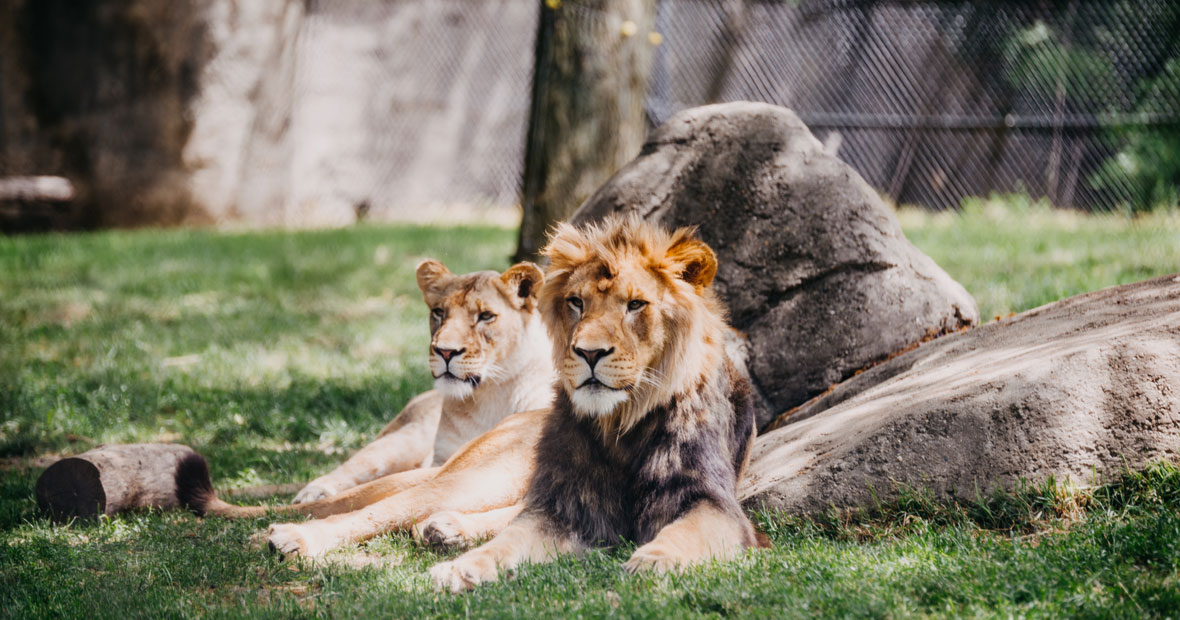 Les parcs animaliers en France